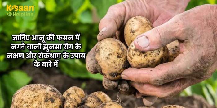 जानिए आलू की फसल में लगने वाली झुलसा रोग के लक्षण और रोकथाम के उपाय के बारे में